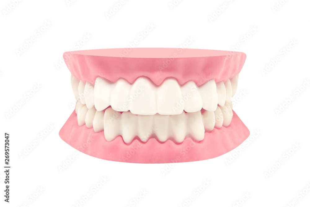 Obraz premium dental teeth model isolated on white