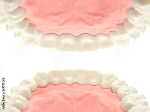dental teeth model on white