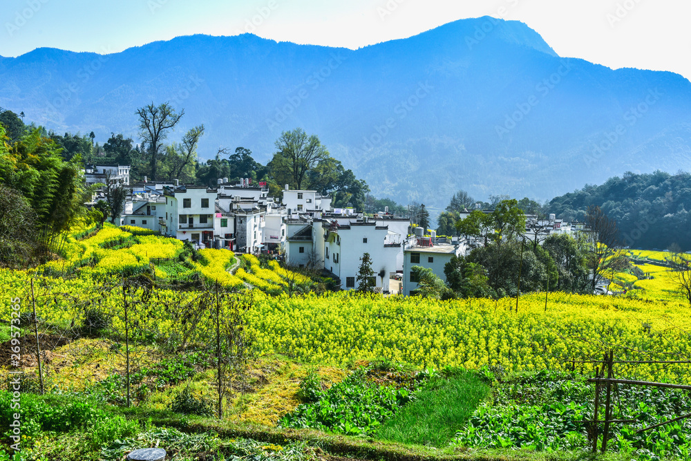 Spring of Wuyuan Ridge in China - March 22, 2018, a beautiful mountain village with flowers blooming, was photographed in Jiangling, Wuyuan County, Shangrao City, Jiangxi Province, China.