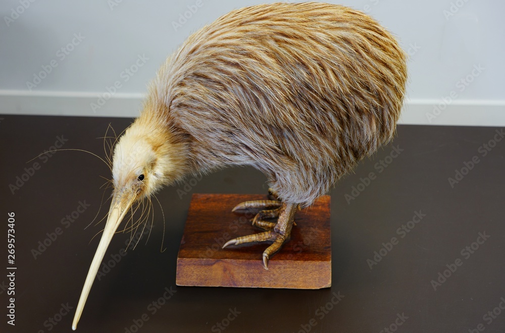 Taxidermied stuffed kiwi bird in New Zealand Stock Photo Adobe Stock