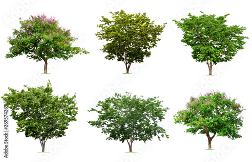Trees Collections isolated on white background, Tropical trees used for design. File contains with clipping path
