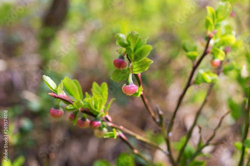 blueberry bush in spring
