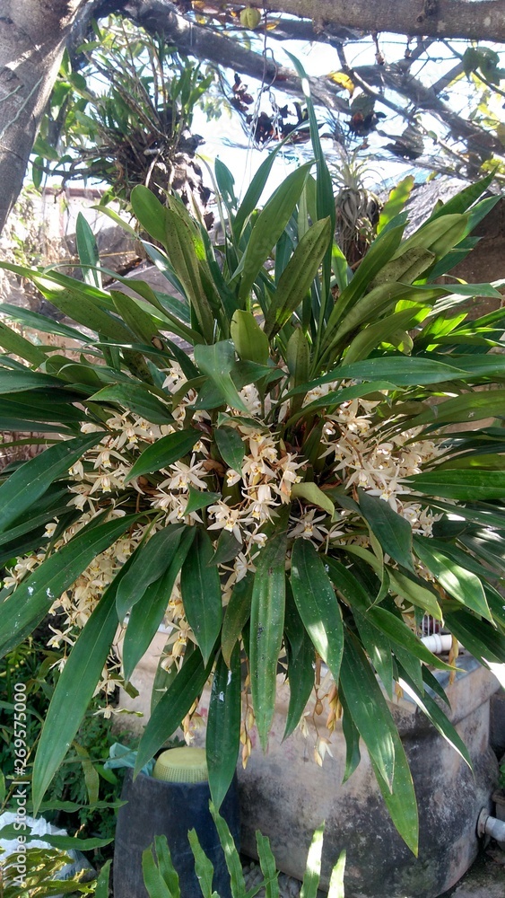 Obraz premium Orquídea oncidyum