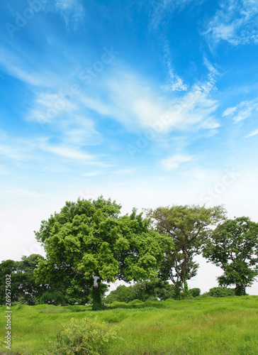 Beautiful bright landscape with Nice Green Tree on the backdrop of bright blue sky with cloud 
