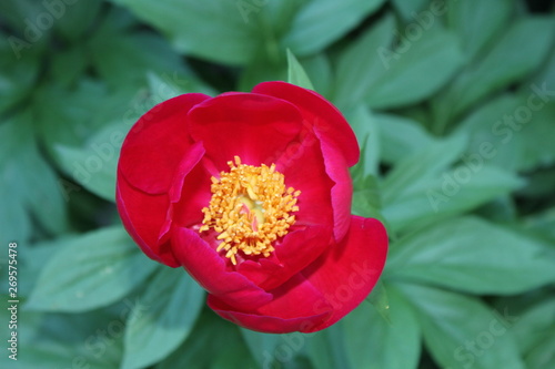 Peony Flower Isolated in Full BLoom