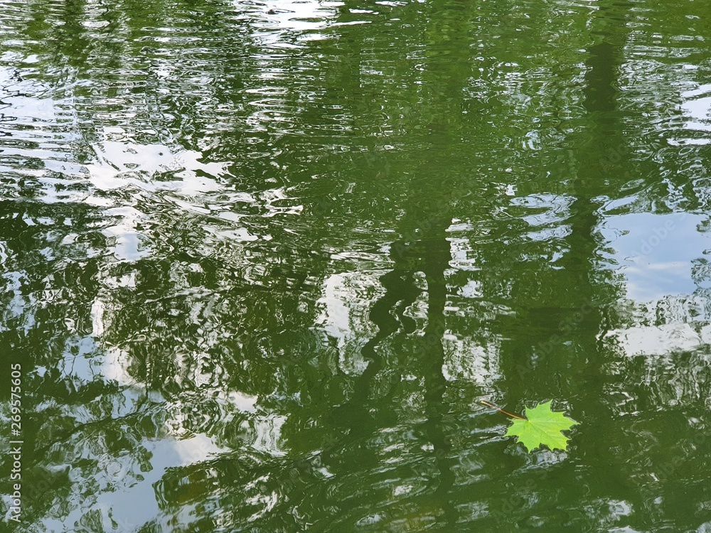 reflection of trees in the water