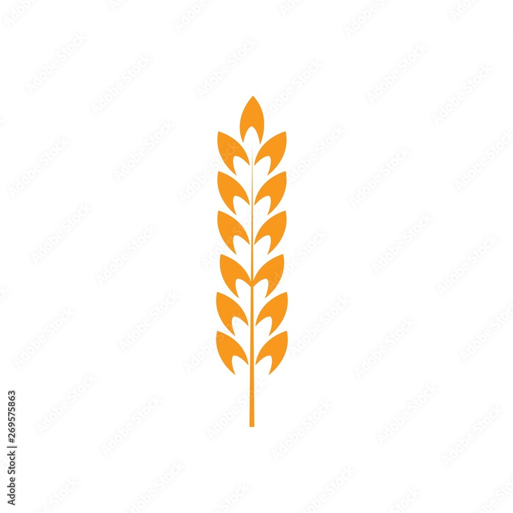 Ears of wheat in front of white background. Ears of wheat in front of white background.