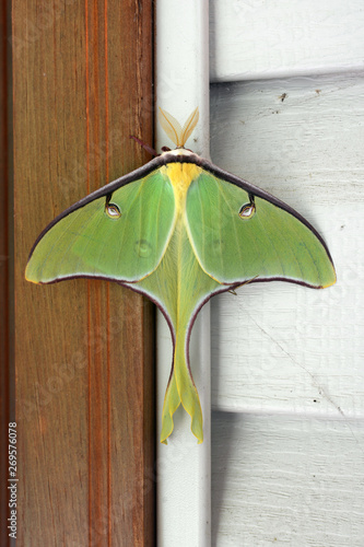 Close-up of a large luna moth, scientific name Actias luna photo