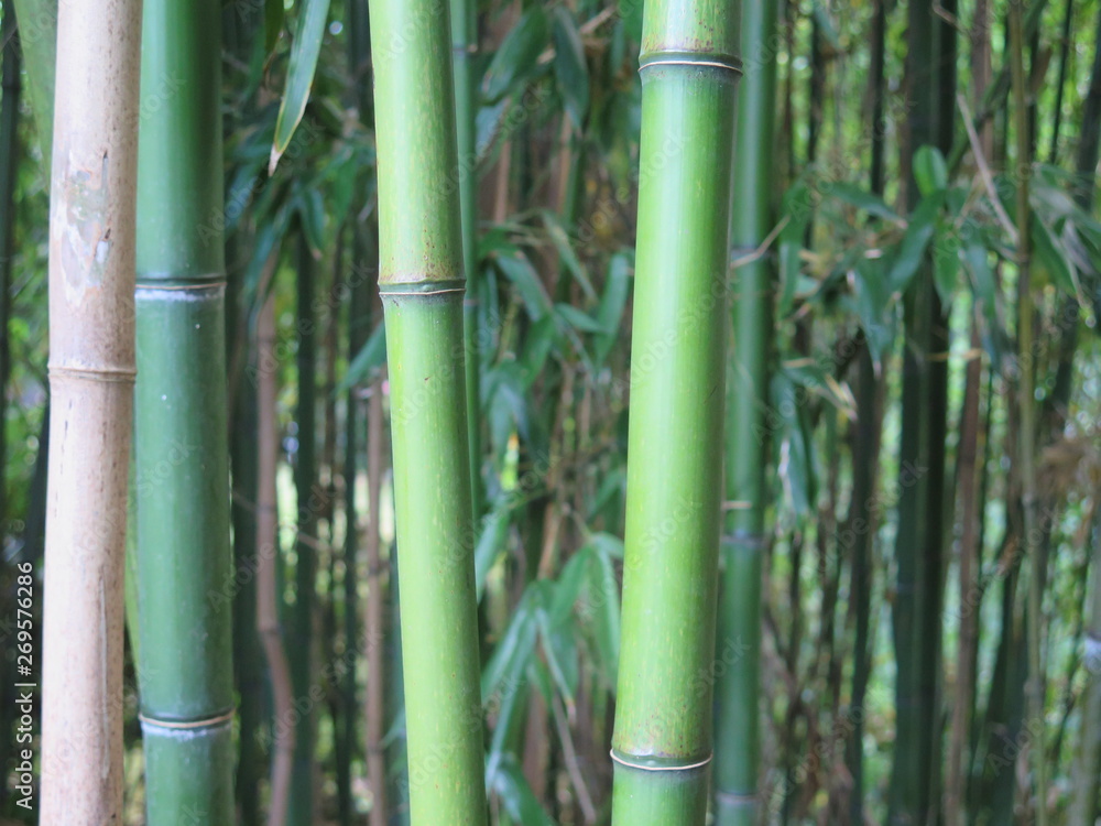 Obraz premium Green bamboo forest close-up