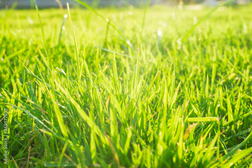 Green flora grass close up sun light with dew water drop