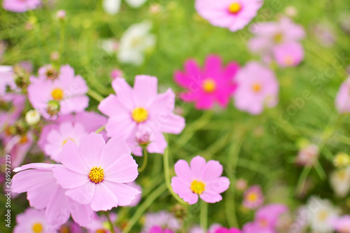 cosmos flowers blooming in garden