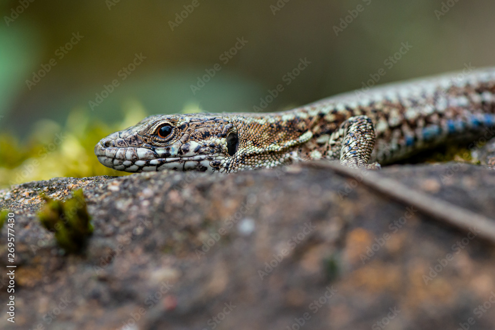 Mauereidechse (Podarcis muralis) Mauereidechse (Podarcis muralis)