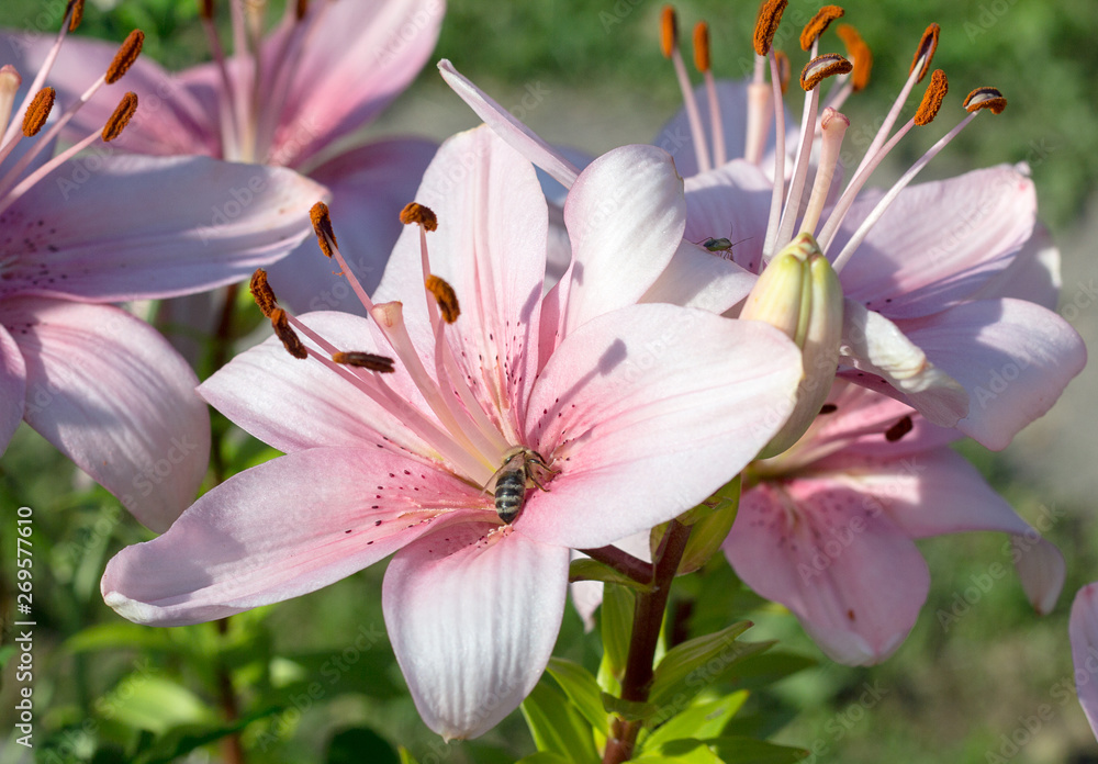 A bee collects nectar from pink lilies illuminated by the sun. Large and beautiful gently pink lilies grow in the garden.