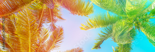 Colorful sky and palm trees view from below  panoramic vintage summer background