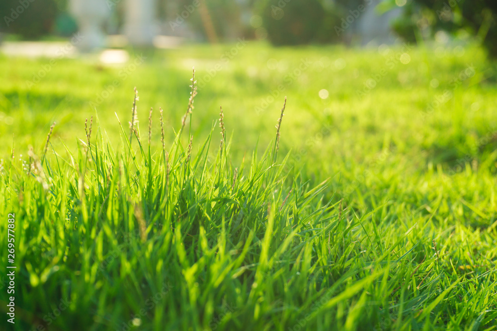 Fototapeta premium Green flora grass close up sun light with dew water drop