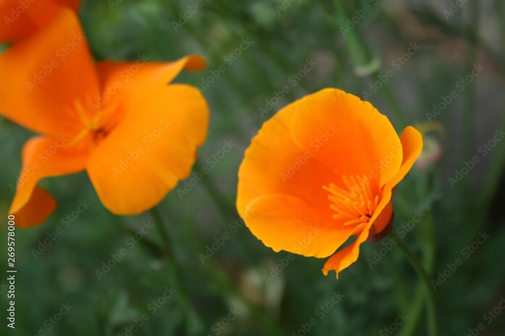 Netherlands - Close up of two orange poppies Netherlands - Close up of two orange poppies