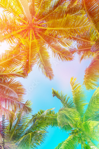 Colorful photo of the sky and palm trees view from below, vintage tropical summer background