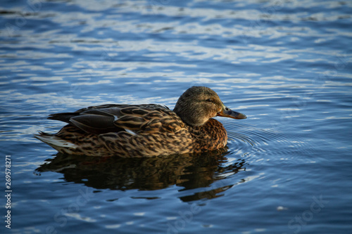 Mallard