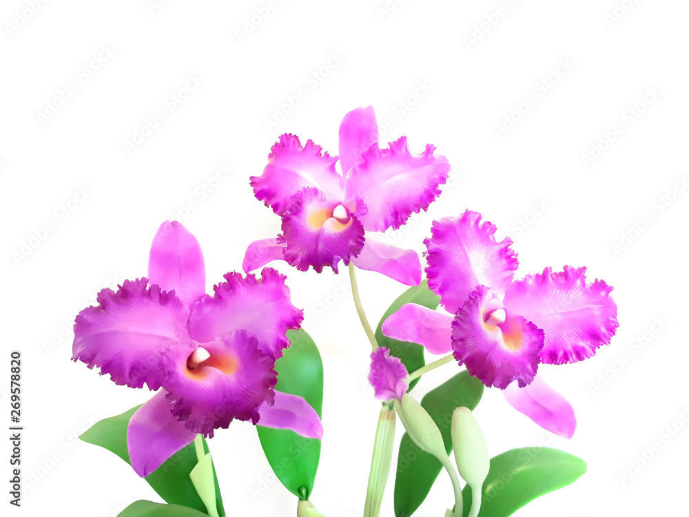 fake orchid flower on white