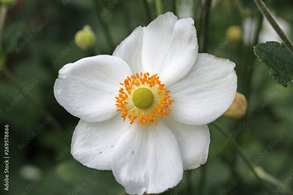Japanese Anemone white flower Japanese Anemone white flower