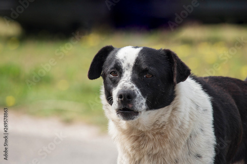 Sad and dirty black and white mutt dog looking at camera. Blurred background with copy space.