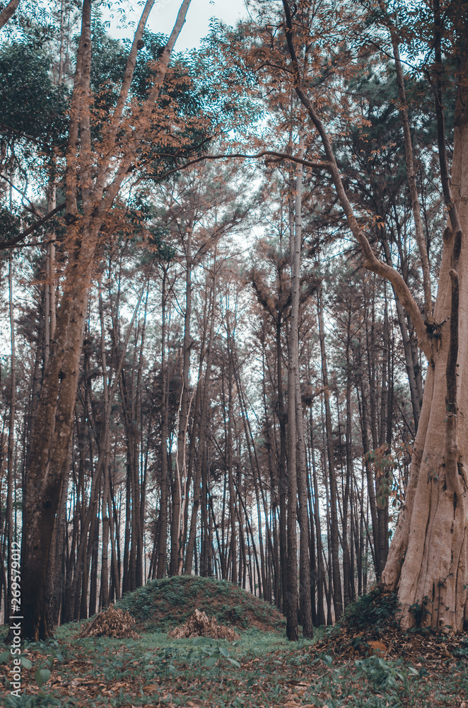 Fototapeta premium Many trees in the garden.Do not focus on objects.