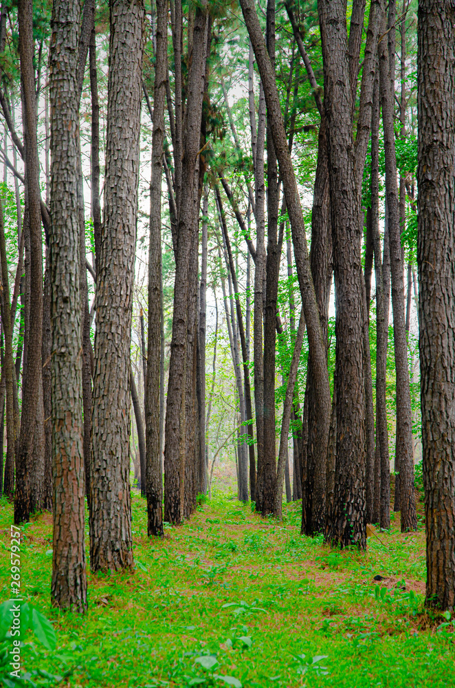 Many trees in the garden.. Many trees in the garden..