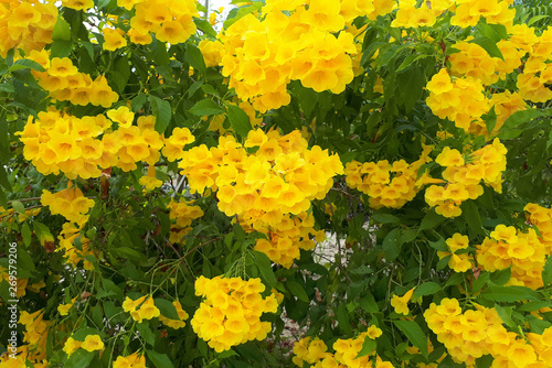 Photos tecoma stans floewr (yellow bell, yellow elder, trumpetbush, trumpetflower)