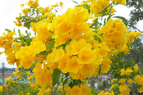 Photos tecoma stans floewr (yellow bell, yellow elder, trumpetbush, trumpetflower)