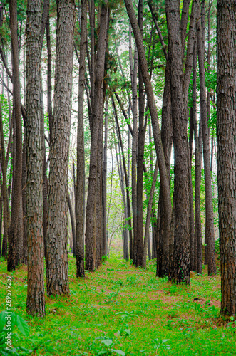 Many trees in the garden..