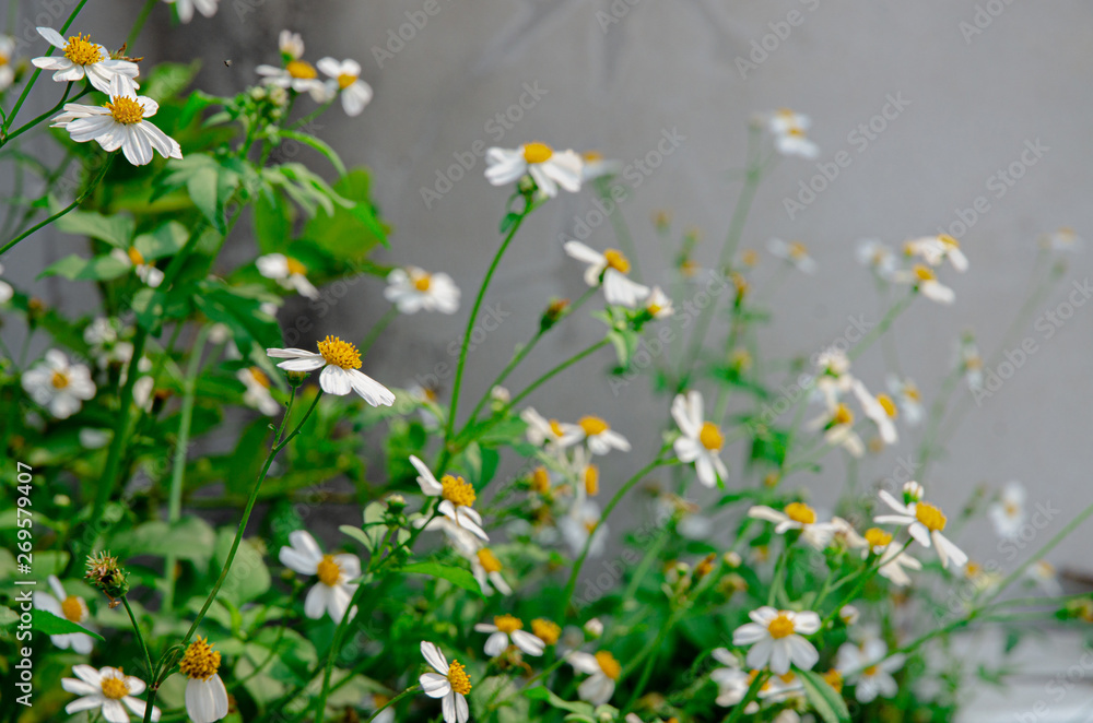 Fototapeta premium Flowers in the garde..