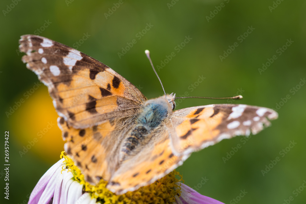 A beautiful orange brown butterfly sits on a flower with a yellow middle. A beautiful orange brown butterfly sits on a flower with a yellow middle.