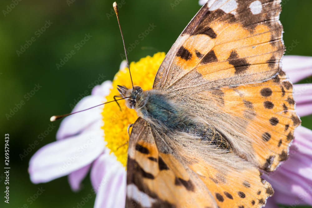 Obraz premium A beautiful orange brown butterfly sits on a flower with a yellow middle.