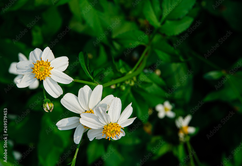 Flowers in the garde.. Flowers in the garde..