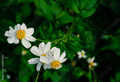Flowers in the garde..