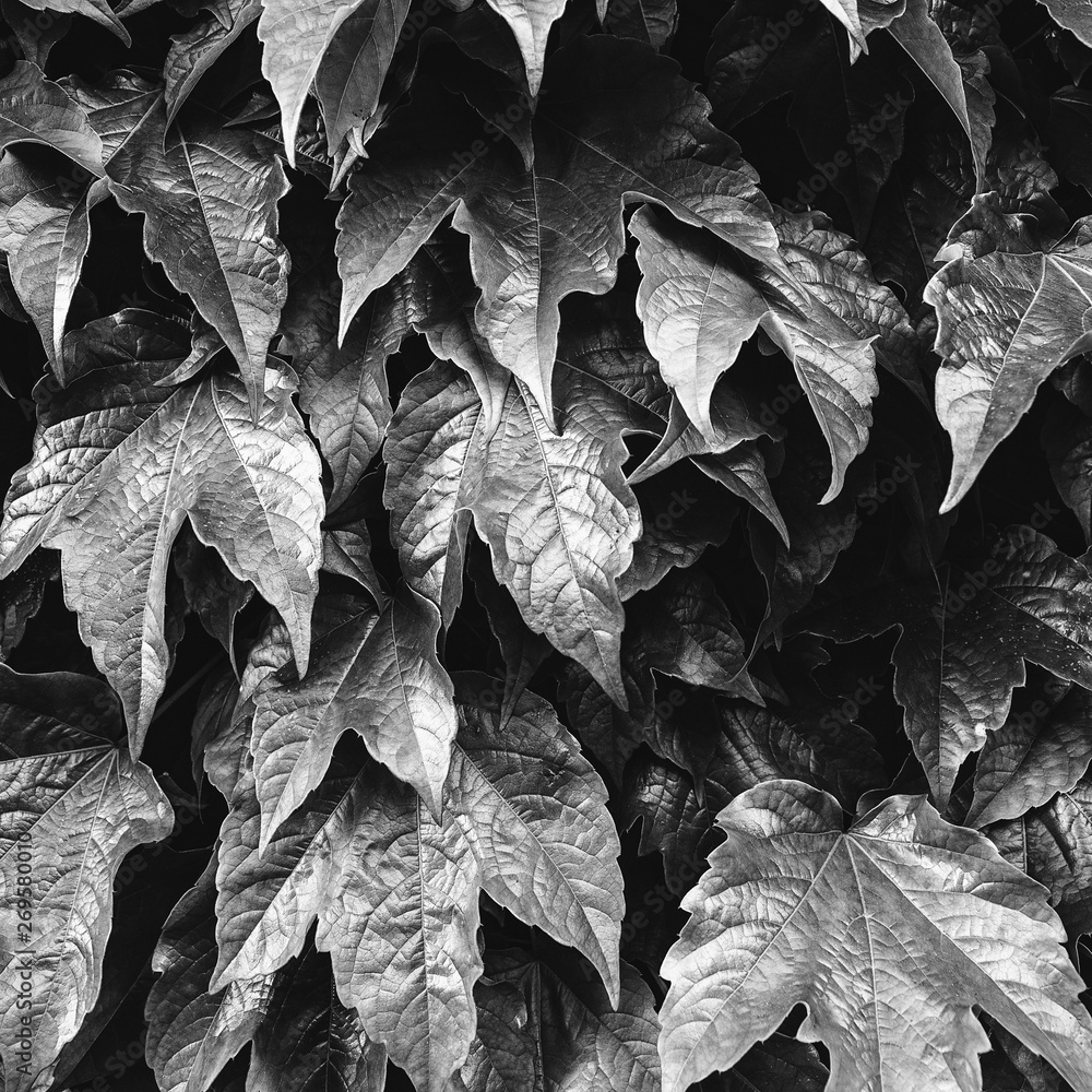 Fototapeta Green leaves background. Green leaves color tone dark after raining in the morning. Leaves in black and white. Nature leaves background