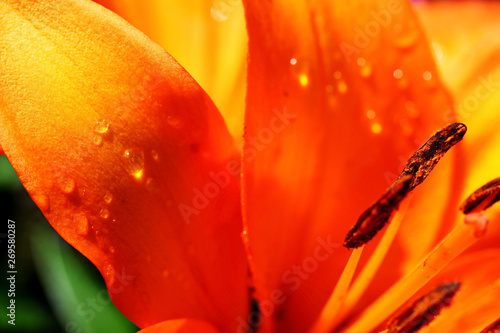 macro of orange flower lily