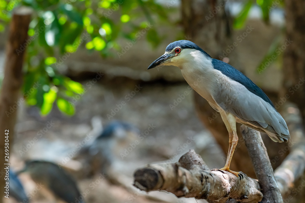 Black-crowned Night Heron perching on perch and looking into distance Black-crowned Night Heron perching on perch and looking into distance