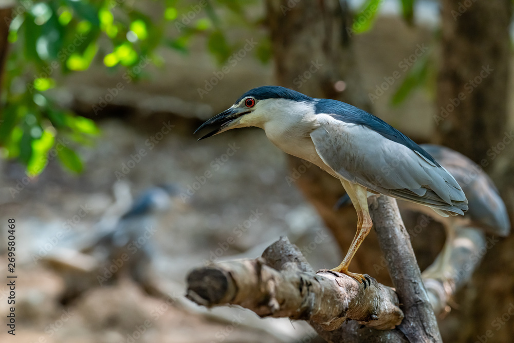 Black-crowned Night Heron perching on perch and looking into distance Black-crowned Night Heron perching on perch and looking into distance