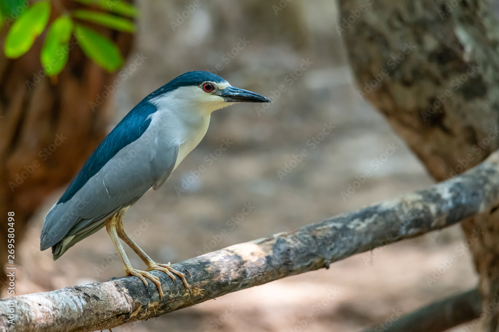 Black-crowned Night Heron perching on perch and looking into distance Black-crowned Night Heron perching on perch and looking into distance