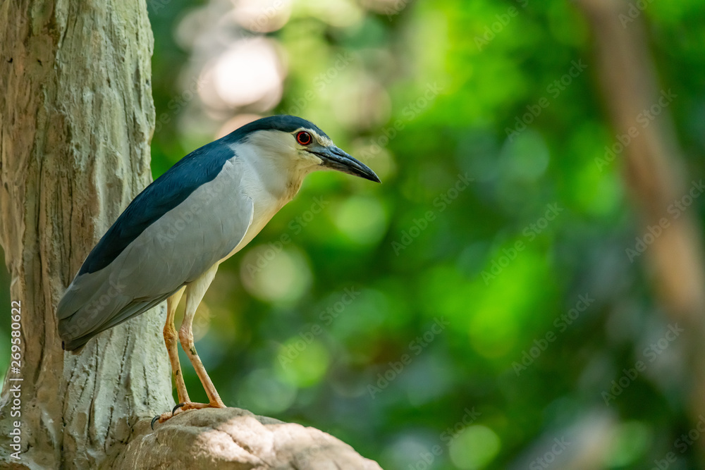 Black-crowned Night Heron perching on perch and looking into distance Black-crowned Night Heron perching on perch and looking into distance