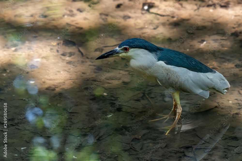 Black-crowned Night Heron wading in shallow water stream finding food Black-crowned Night Heron wading in shallow water stream finding food