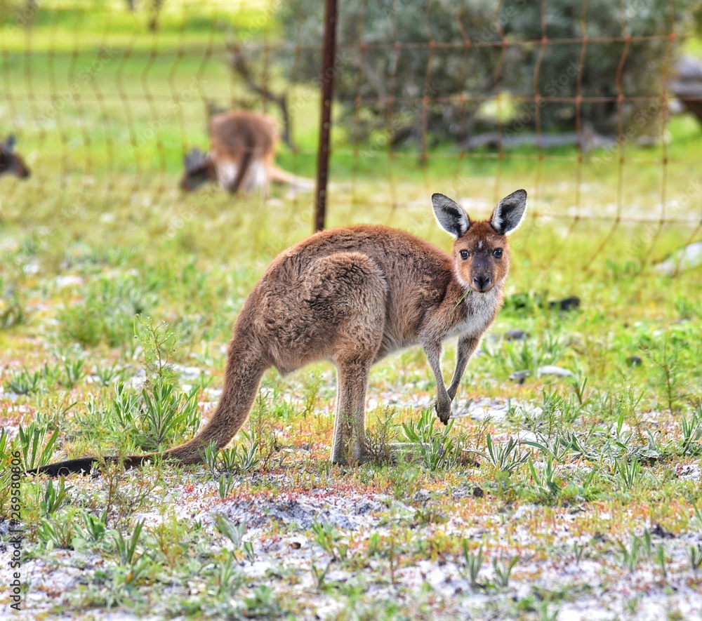 Fototapeta premium Kangaroo 