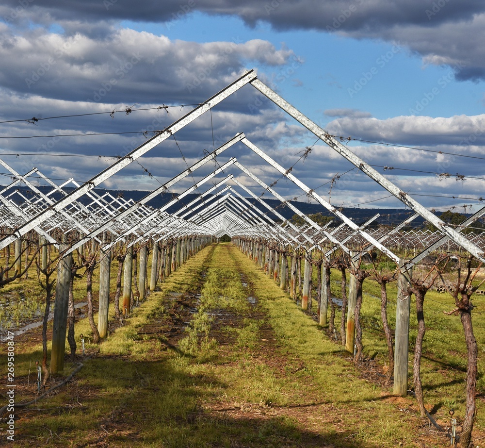Fototapeta premium Wineries 