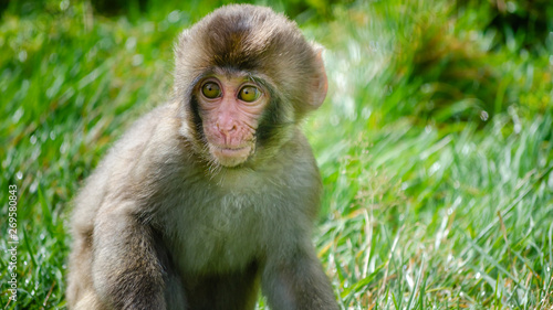 Tableau sur toile A juvenile Japanese macaque