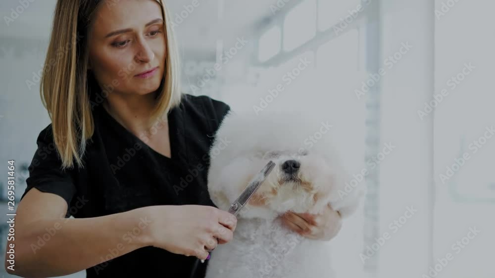 Bichon Fries at a dog grooming salon Bichon Fries at a dog grooming salon