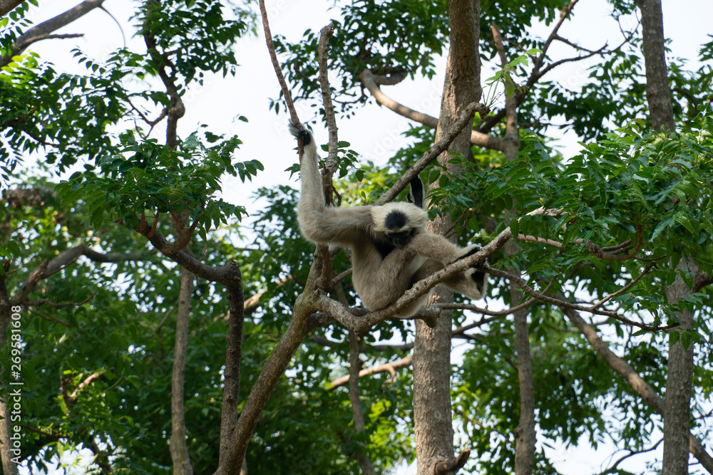 Obraz premium Monkey Gibbons on trees.
