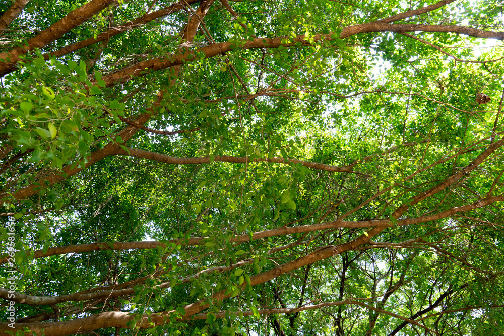 Branches of banyan trees and bright green leaves. Branches of banyan trees and bright green leaves.