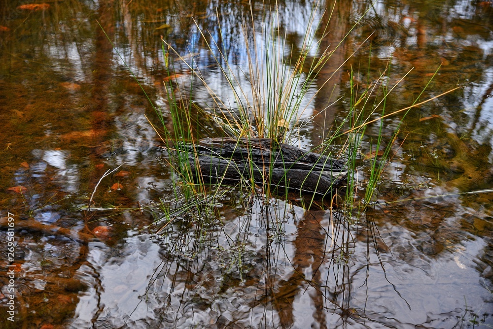 River in Forest River in Forest