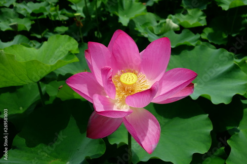 Fleur de lotus